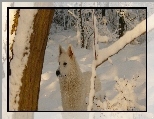 Biały Owczarek Szwajcarski, Las, Zima